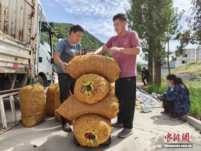 图为洛南种植户为收获的朝天椒称重。 毕波波 摄 图为洛南种植户为收获的朝天椒称重。 毕波波 摄