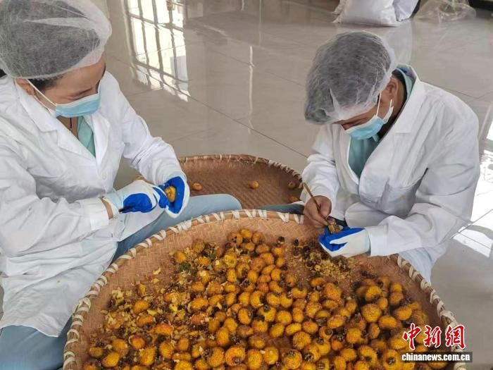 2025年10月,陕西省汉中市勉县一茶厂内,工人制作刺梨红茶。 李佩蓉 摄 2025年10月,陕西省汉中市勉县一茶厂内,工人制作刺梨红茶。 李佩蓉 摄