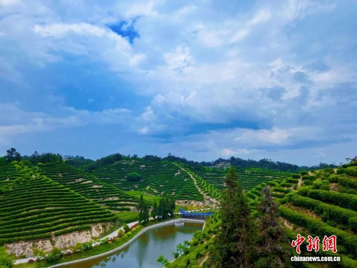 陕南茶区一景。 李一璠 摄 陕南茶区一景。 李一璠 摄