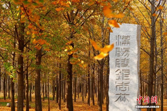 图为银杏林美景(资料图)。汉景帝阳陵博物院供图 图为银杏林美景(资料图)。汉景帝阳陵博物院供图