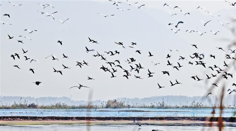 11月1日,陕西黄河湿地省级自然保护区大荔段迎来首批迁徙的候鸟,包括灰鹤、白琵鹭、反嘴鹬、大白鹭等。为确保候鸟迁徙越冬安全,大荔县林业局加大湿地及野生鸟类保护宣传力度,加密巡查巡护频次,为“远方来客”营造良好的栖息环境。 李世居 摄 11月1日,陕西黄河湿地省级自然保护区大荔段迎来首批迁徙的候鸟,包括灰鹤、白琵鹭、反嘴鹬、大白鹭等。为确保候鸟迁徙越冬安全,大荔县林业局加大湿地及野生鸟类保护宣传力度,加密巡查巡护频次,为“远方来客”营造良好的栖息环境。 李世居 摄