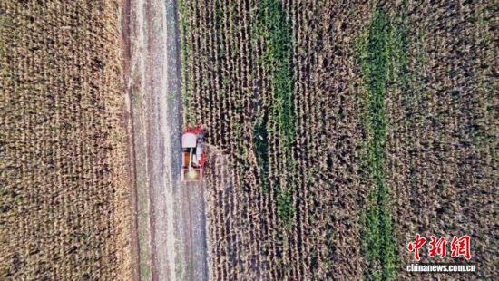图为“茎穗兼收型”玉米收获机正在作业。(陕西省农业农村厅供图) 图为“茎穗兼收型”玉米收获机正在作业。(陕西省农业农村厅供图)