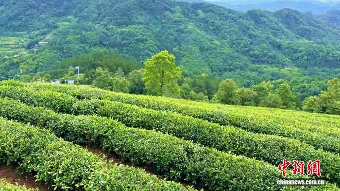 图为安康平利茶山一景。 李一璠 摄 图为安康平利茶山一景。 李一璠 摄