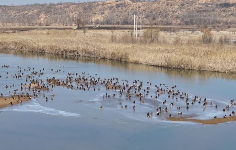 图为无定河湿地候鸟迎春归。来源:中新网视频截图 图为无定河湿地候鸟迎春归。来源:中新网视频截图