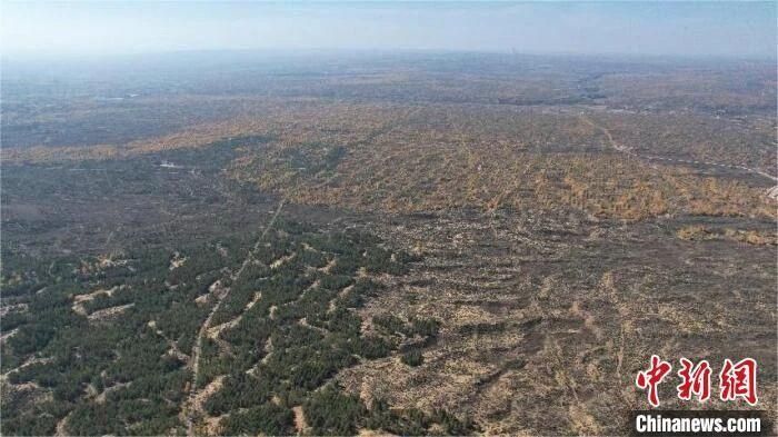 图为雷龙湾樟子松造林示范区俯瞰图。 吴昊 摄 图为雷龙湾樟子松造林示范区俯瞰图。 吴昊 摄