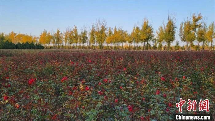 图为补浪河女子民兵治沙连内种植的花海。 吴西檬 摄 图为补浪河女子民兵治沙连内种植的花海。 吴西檬 摄