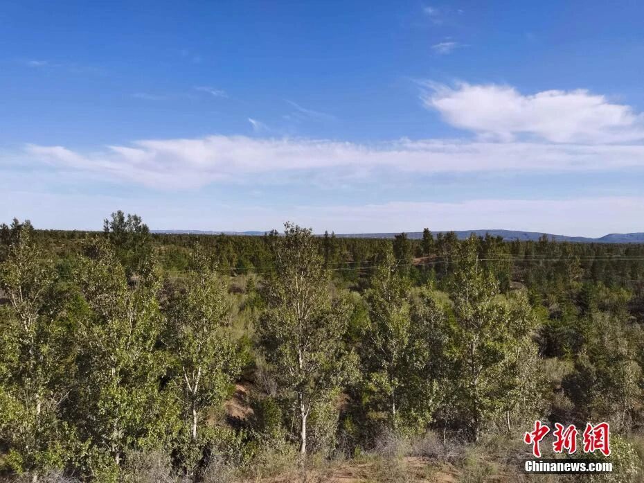 图为如今的毛乌素沙地。 党田野 摄 图为如今的毛乌素沙地。 党田野 摄