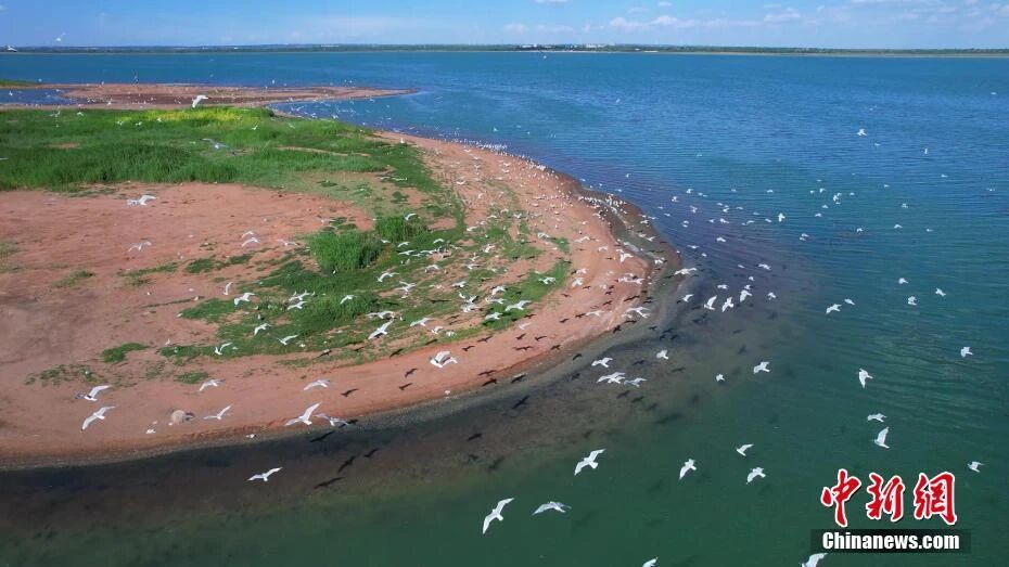 图为陕西红碱淖国家级自然保护区迎南迁候鸟。 刘建刚 摄 图为陕西红碱淖国家级自然保护区迎南迁候鸟。 刘建刚 摄