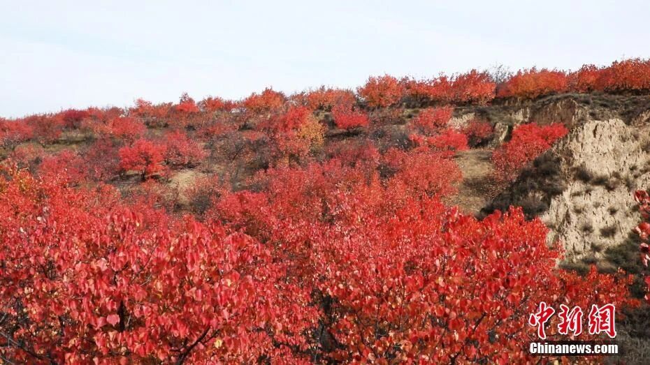 图为榆林漫山红叶绚烂如霞。来源:榆阳区融媒体中心 图为榆林漫山红叶绚烂如霞。来源:榆阳区融媒体中心