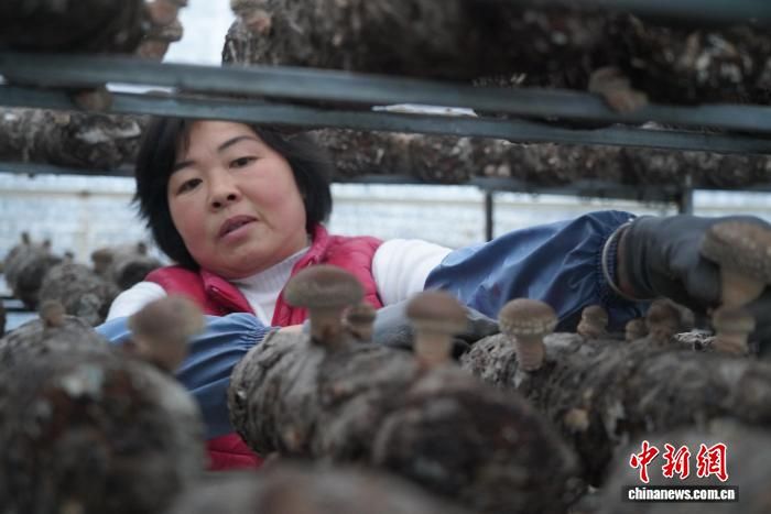 ͼΪ�������ӹ�ũ���ڲ����㹽�� ���� ��