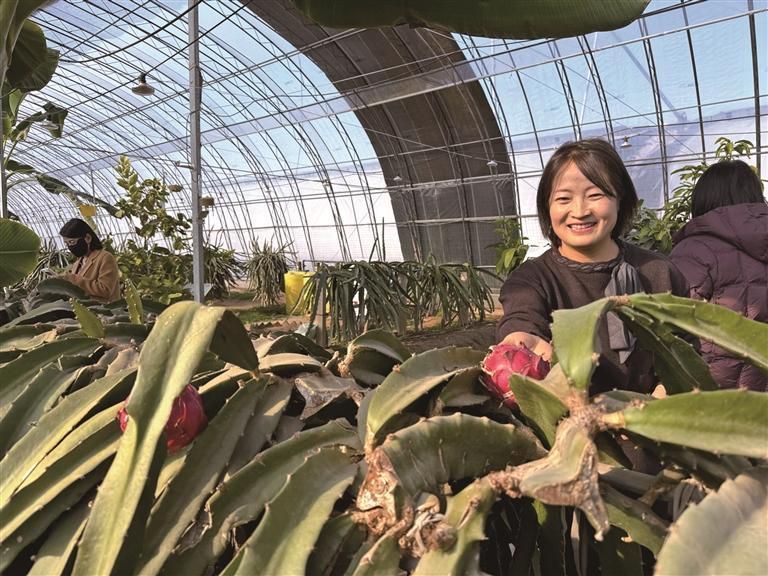 1月9日,王艳在杨凌青皮她园火龙果种植基地查看火龙果长势。 马腾 摄 1月9日,王艳在杨凌青皮她园火龙果种植基地查看火龙果长势。 马腾 摄