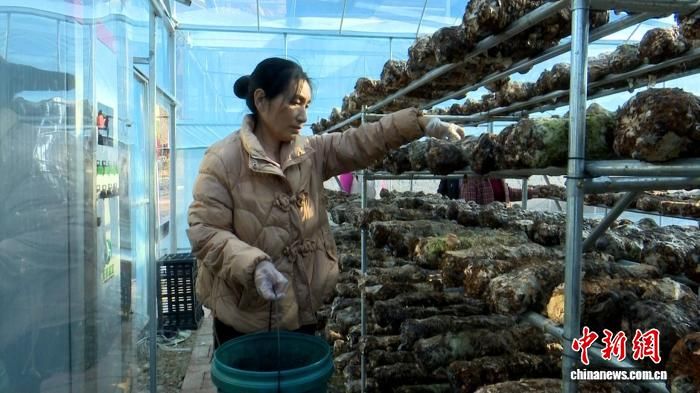 图为工人正在整理食用菌。镇巴县融媒体中心供图 图为工人正在整理食用菌。镇巴县融媒体中心供图
