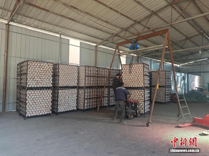 图为镇巴县的一处食用菌种植基地。镇巴县融媒体中心供图 图为镇巴县的一处食用菌种植基地。镇巴县融媒体中心供图