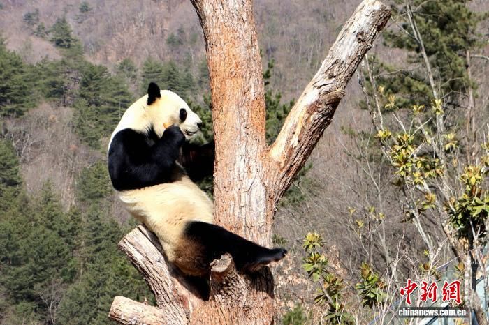 2026��2�£��������è��ƺ�Ȼ������о������ڣ���è���ڽ�ʳ�� ��һ�[ ��