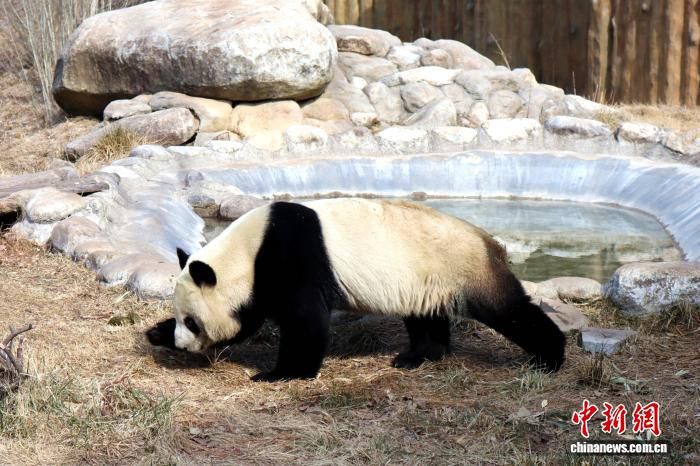 2026��2�£��������è��ƺ�Ȼ������о������ڣ���è����ɢ���� ��һ�[ ��