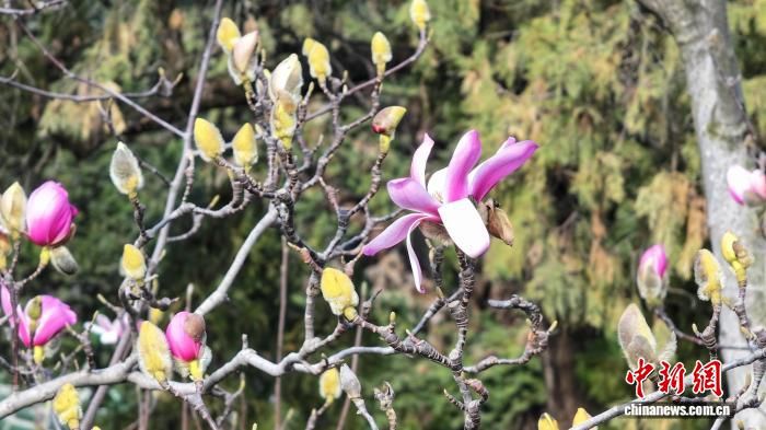 2月13日,陕西省汉中市勉县武侯祠景区内,世界唯一的一株400余岁古旱莲悄然绽放。 徐娇 摄 2月13日,陕西省汉中市勉县武侯祠景区内,世界唯一的一株400余岁古旱莲悄然绽放。 徐娇 摄