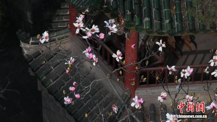 2月13日,勉县武侯祠内的古朴建筑与古旱莲的清丽婉约交相辉映。王迎虎 摄 2月13日,勉县武侯祠内的古朴建筑与古旱莲的清丽婉约交相辉映。王迎虎 摄