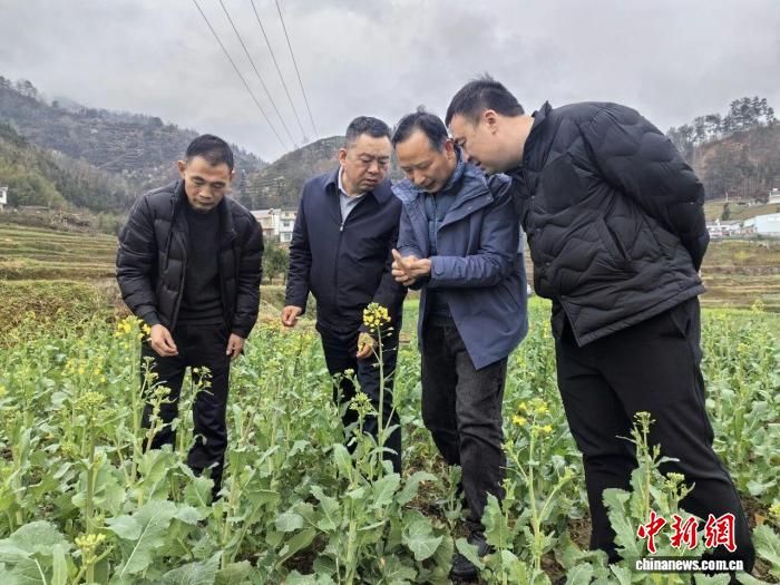 2026年3月,陕西省安康市平利县的农技人员观察油菜长势。(平利县农业农村局供图) 2026年3月,陕西省安康市平利县的农技人员观察油菜长势。(平利县农业农村局供图)