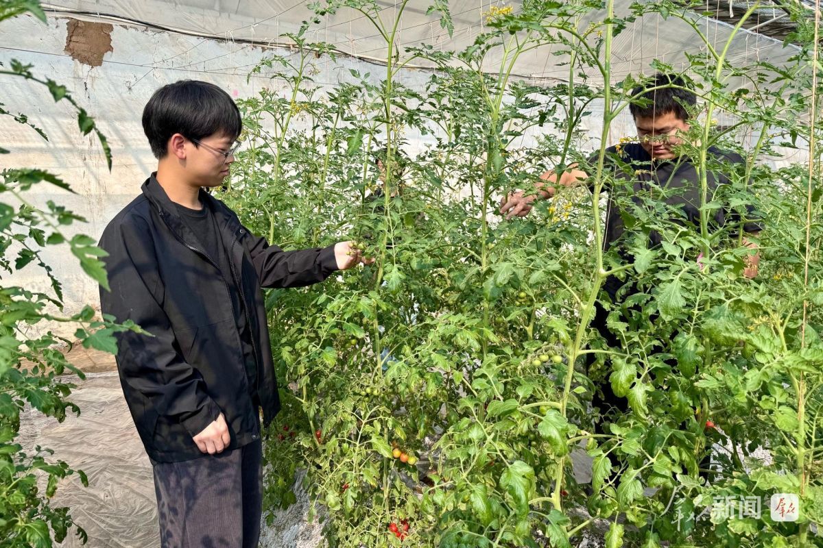 3月12日,张康杰(左)在日光温室内观测作物的农艺性状。 3月12日,张康杰(左)在日光温室内观测作物的农艺性状。