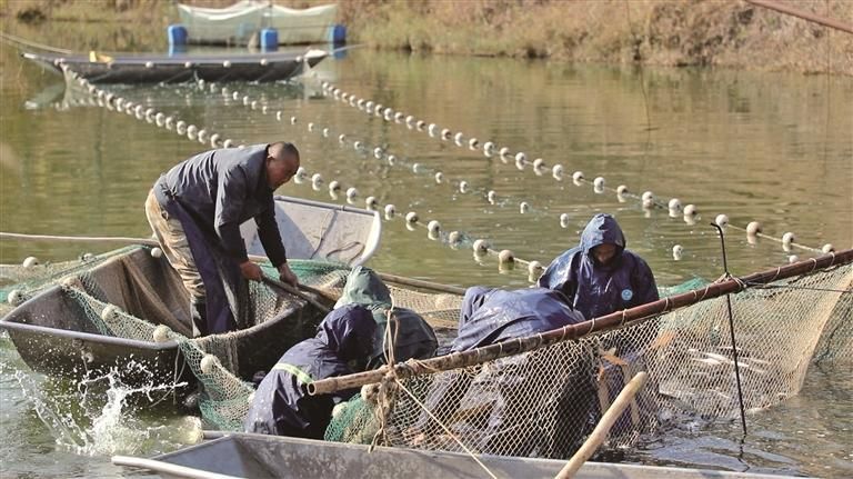 渔民在吴起县边墙渠水库捕鱼(资料照片)。 本报通讯员 樊俊虎摄 渔民在吴起县边墙渠水库捕鱼(资料照片)。 本报通讯员 樊俊虎摄