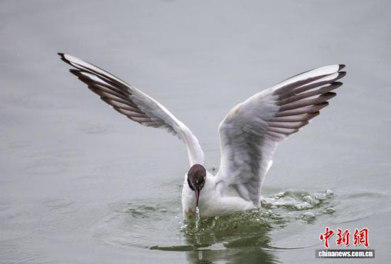 3��17�գ�һֻ����Ÿ�ں��к���ˮ������ʳ�� ���� ��