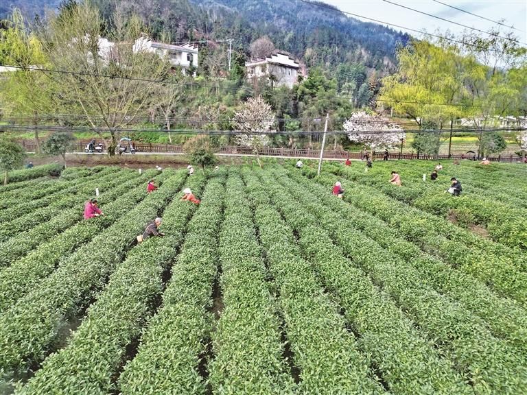 近期,陕南春茶全面开采。图为3月25日,茶农在安康市平利县广佛镇香河村生态茶园采摘明前茶。 本报通讯员 吴永杰摄 近期,陕南春茶全面开采。图为3月25日,茶农在安康市平利县广佛镇香河村生态茶园采摘明前茶。 本报通讯员 吴永杰摄