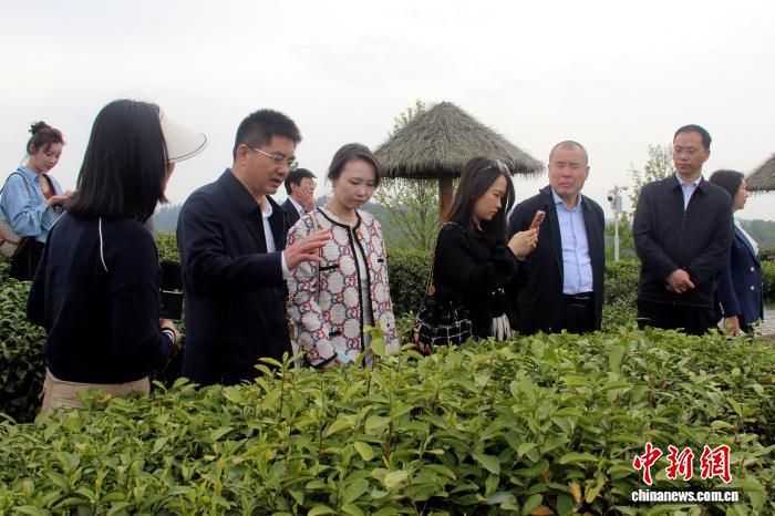 图为海外侨领在凤凰茶业现代示范园考察。阿琳娜 摄 图为海外侨领在凤凰茶业现代示范园考察。阿琳娜 摄