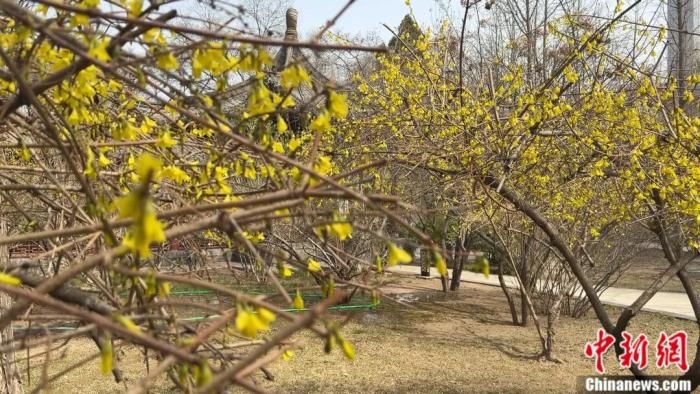 3月26日,山西太原,迎泽公园各类春花初盛放。中新网记者 范丽芳 摄 3月26日,山西太原,迎泽公园各类春花初盛放。中新网记者 范丽芳 摄