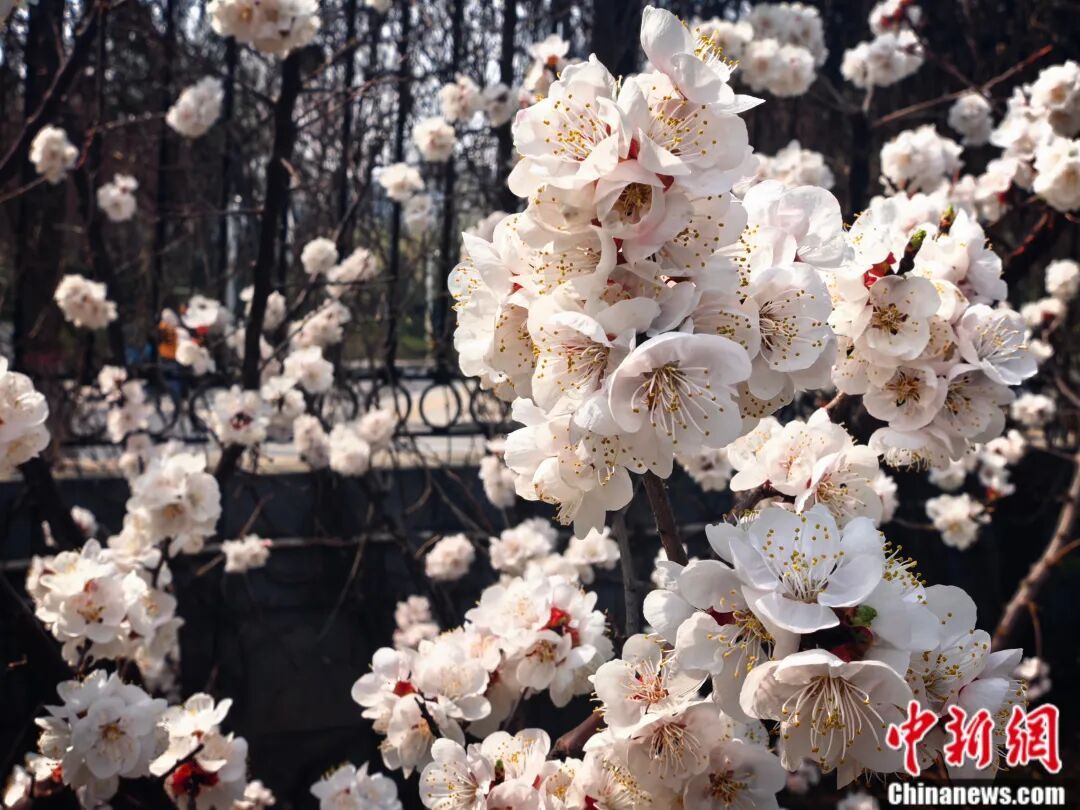 3月27日,山西太原,春日龙城,杏花正艳。中新网记者 范丽芳 摄 3月27日,山西太原,春日龙城,杏花正艳。中新网记者 范丽芳 摄