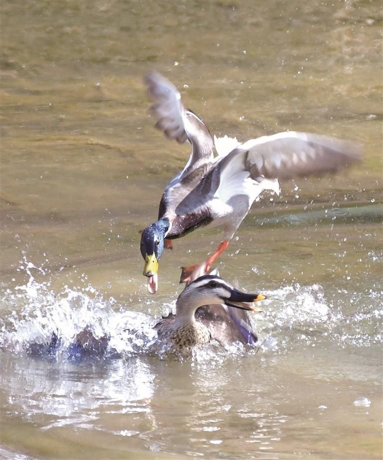 眼下正是候鸟迁徙的高峰期,延安陆续迎来众多夏候鸟及旅鸟。图为4月7日在延安市宝塔区枣园街道邓家沟村附近的西川河边拍摄的戏水中的绿头鸭与斑嘴鸭。 本报通讯员 王德荣摄 眼下正是候鸟迁徙的高峰期,延安陆续迎来众多夏候鸟及旅鸟。图为4月7日在延安市宝塔区枣园街道邓家沟村附近的西川河边拍摄的戏水中的绿头鸭与斑嘴鸭。 本报通讯员 王德荣摄