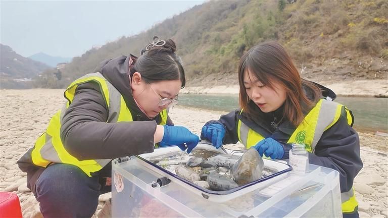 安康市环境保护监测站工作人员在水样中挑选活体动物(资料照片)。 受访者供图 安康市环境保护监测站工作人员在水样中挑选活体动物(资料照片)。 受访者供图