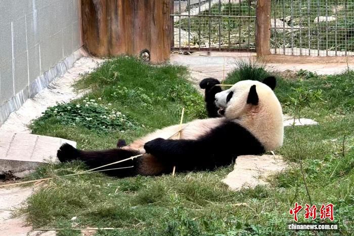 ͼΪ�����ӡ���������ƺ���������è������һ�[ ��