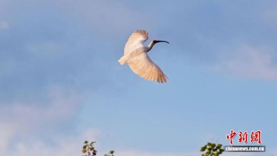 “守护蓝天精灵 鹮归丹水家园”朱鹮野化放飞暨秦岭生物多样性保护活动举行。陕西省林业局供图 “守护蓝天精灵 鹮归丹水家园”朱鹮野化放飞暨秦岭生物多样性保护活动举行。陕西省林业局供图