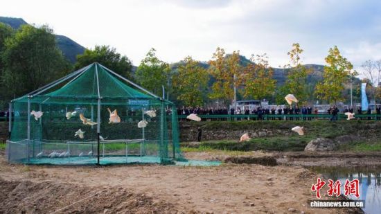 26只朱鹮在商洛会峪河湿地野化放飞。陕西省林业局供图 26只朱鹮在商洛会峪河湿地野化放飞。陕西省林业局供图
