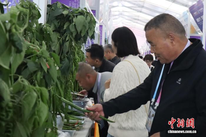 10月25日,第三十三届中国杨凌农业高新科技成果博览会现场,参展人员了解辣椒新品种。 李一璠 摄 10月25日,第三十三届中国杨凌农业高新科技成果博览会现场,参展人员了解辣椒新品种。 李一璠 摄