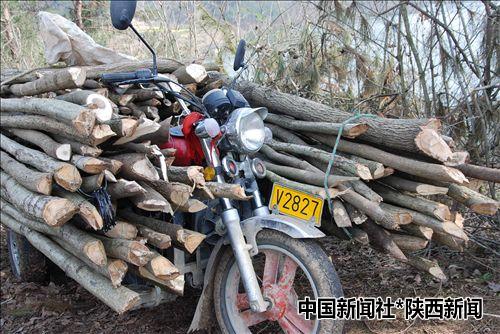 汉中市城固县南沙湖风景名胜区林木屡遭盗伐(