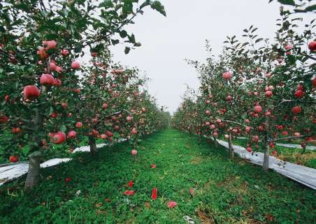 陕西省长袁纯清为渭南白水苹果生产发展把脉