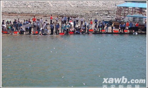 50万尾鲢鱼苗放流水库 改善黑河流域生态环境