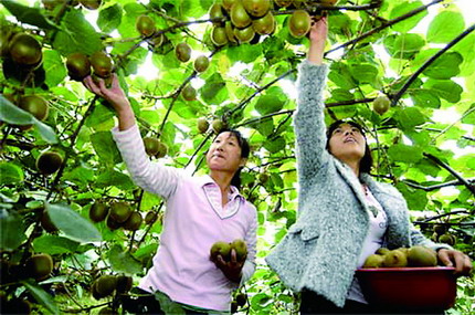 面积达63.81万亩 陕西猕猴桃总产量居全球第一