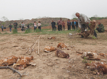 渭南一养殖场违建遭强拆 官方:协商无果无奈强拆