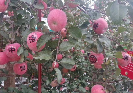 陕西洛川探索苹果产业发展新路径 加快转型升