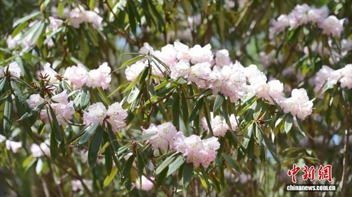 ͼΪ��������������ɭ�ֹ�԰�ڻ��Ž��ء�(��������ý�����Ĺ�ͼ)